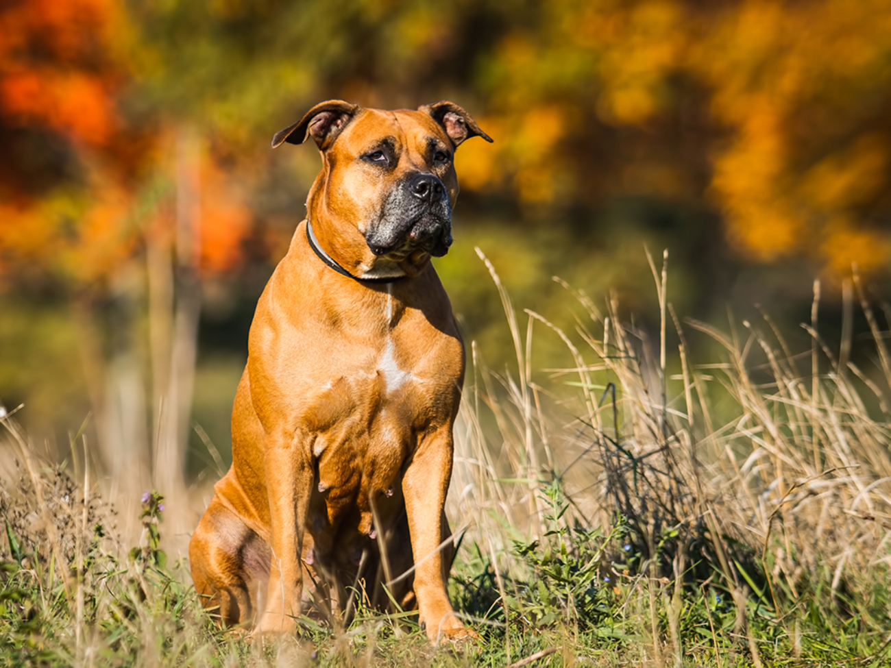 Portrait of a puppy on the nature close up. Pitbull. 4 months of age.