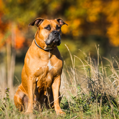 Portrait of a puppy on the nature close up. Pitbull. 4 months of age.