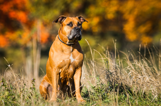 Portrait of a puppy on the nature close up. Pitbull. 4 months of age.