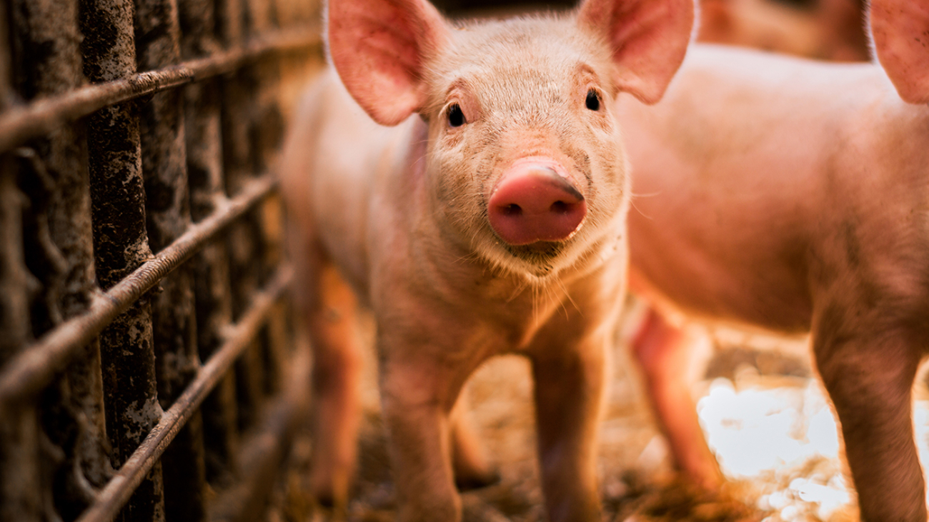 Portrait of funny looking piglet