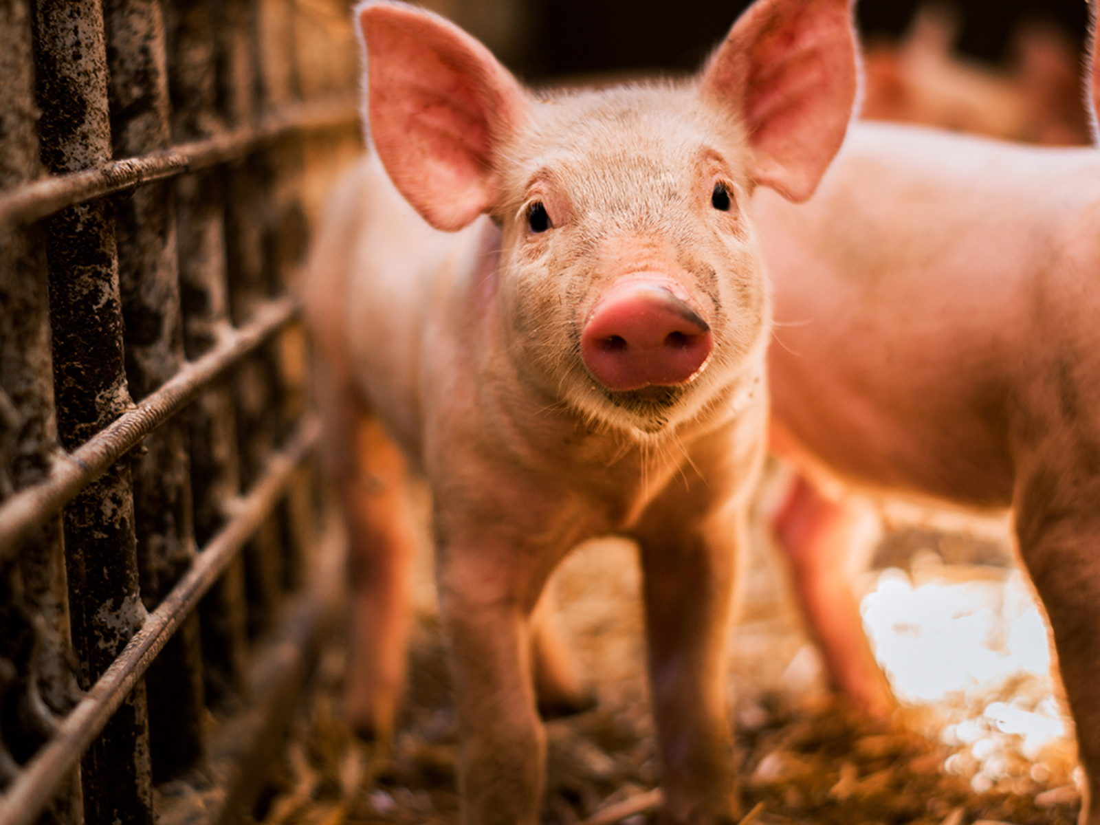 Portrait of funny looking piglet