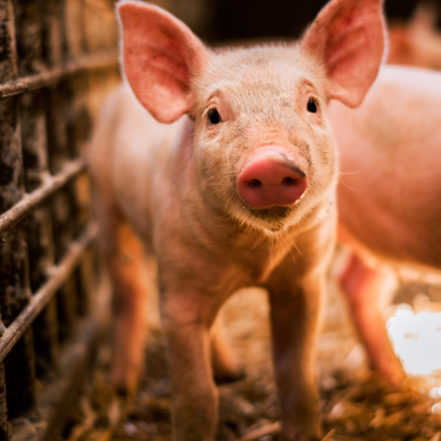 Portrait of funny looking piglet