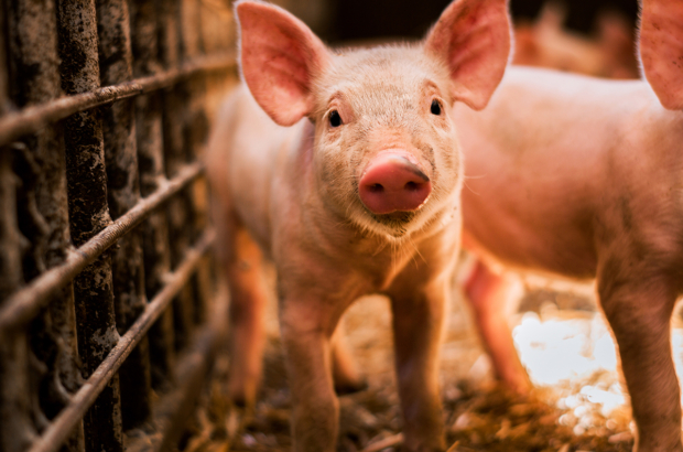 Portrait of funny looking piglet