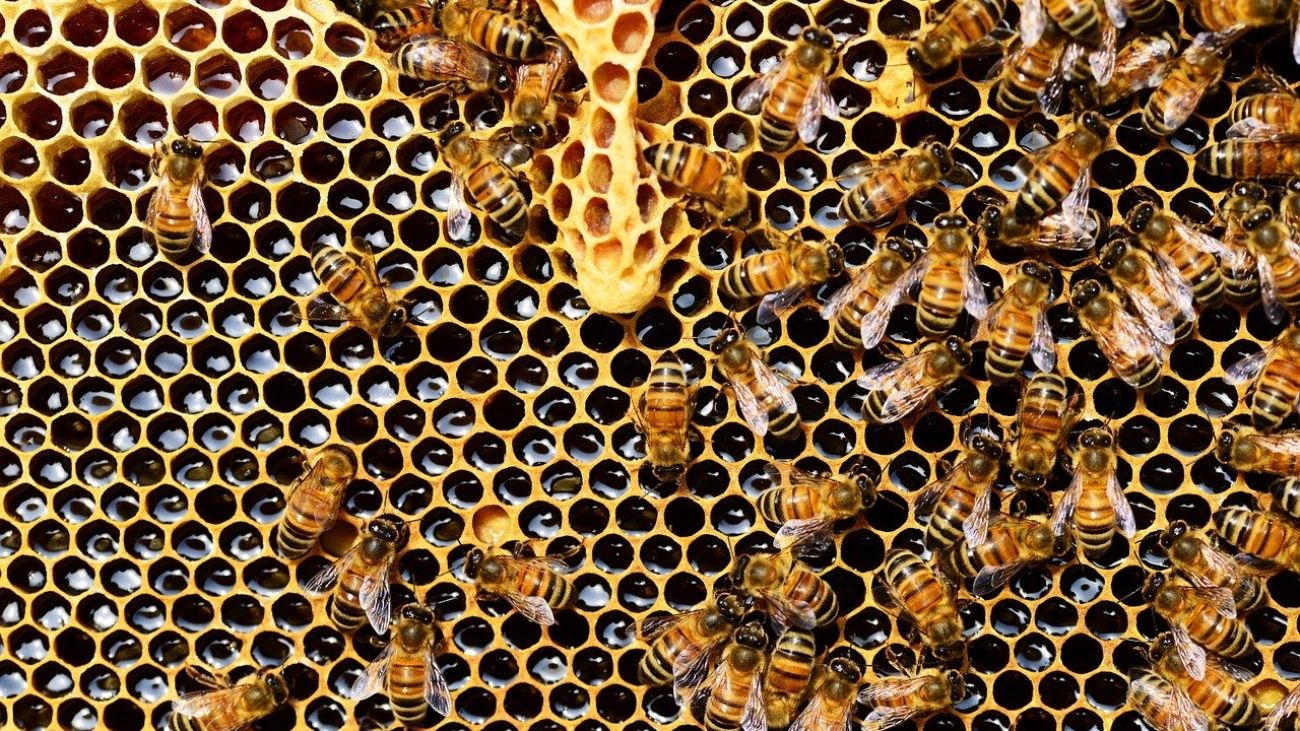 beehive-337695_1280