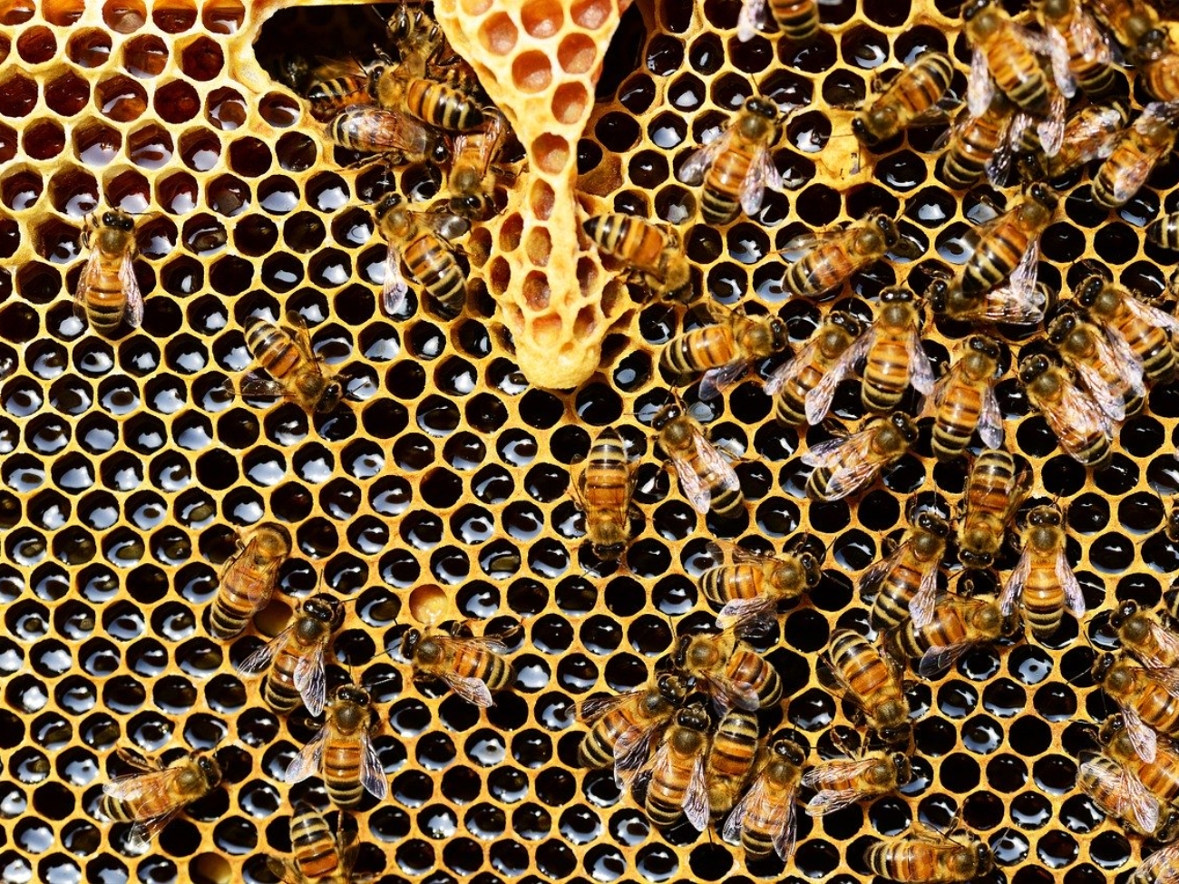 beehive-337695_1280