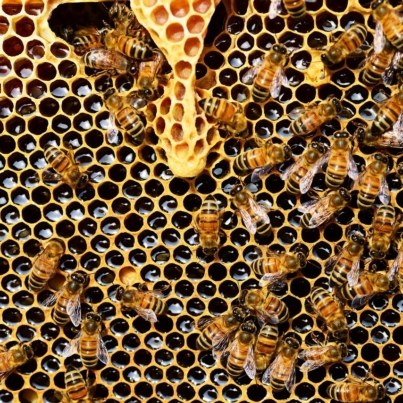 beehive-337695_1280