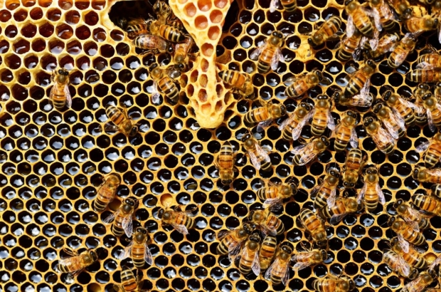 beehive-337695_1280